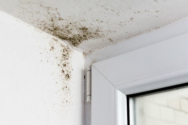 How_to_Test_For_Mold_Near_Windows